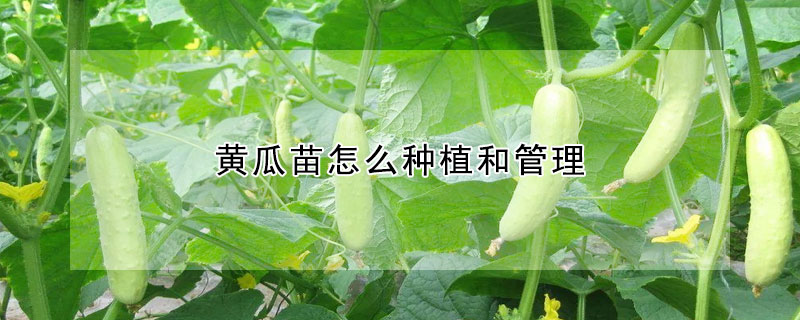 黄瓜苗怎么种植和管理