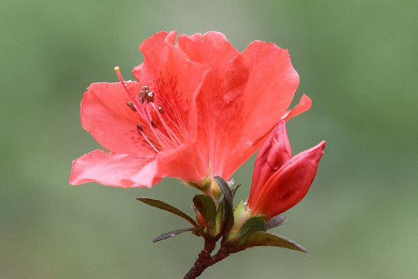 杜鹃花为什么不开花