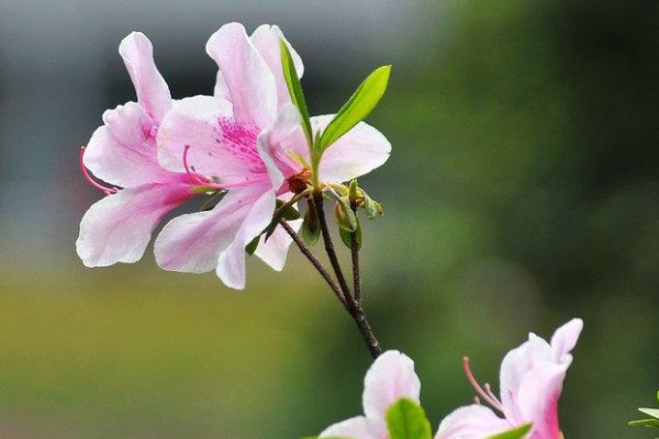 杜鹃花有毒吗