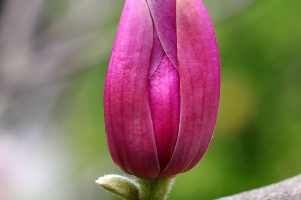 木兰花花语