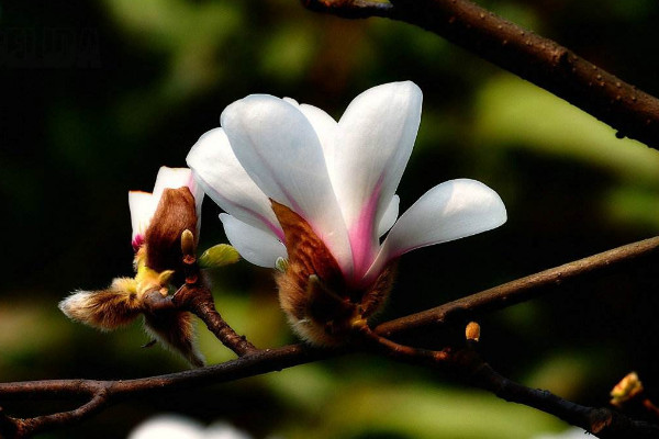 木兰花花语