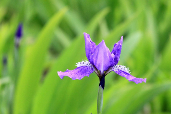 鸢尾花花语