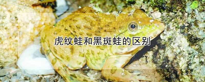 虎纹蛙和黑斑蛙的区别