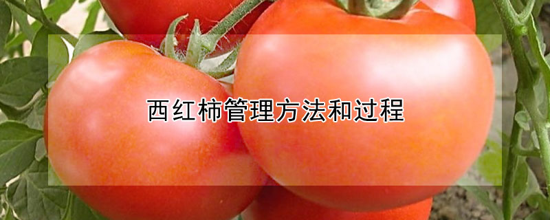西红柿管理方法和过程 —【发财农业网】