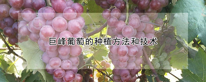 巨峰葡萄的种植方法和技术