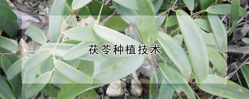 茯苓种植技术