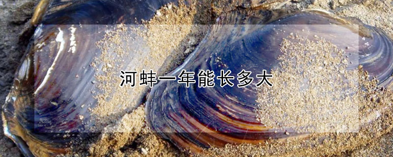 河蚌一年能长多大