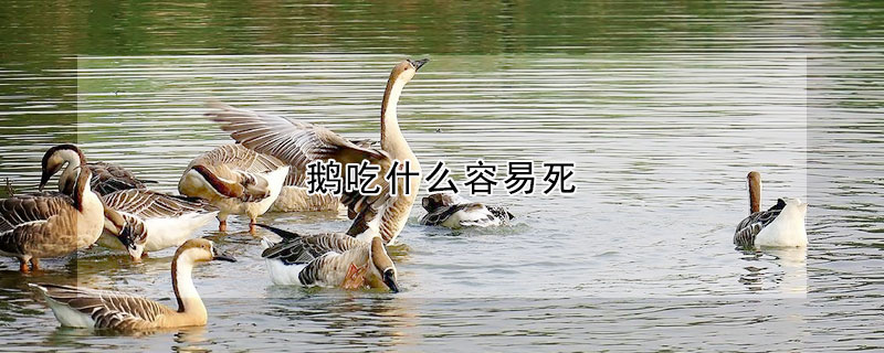 鹅吃什么容易死