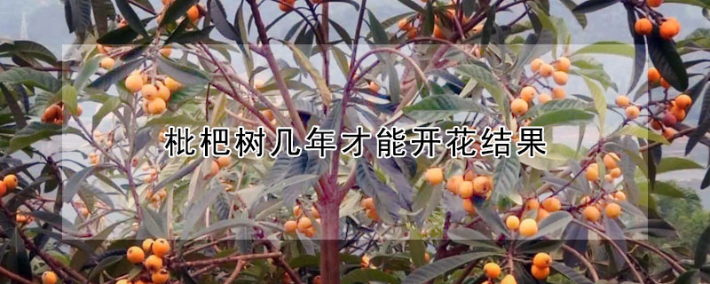 枇杷树几年才能开花结果