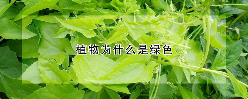 植物为什么是绿色