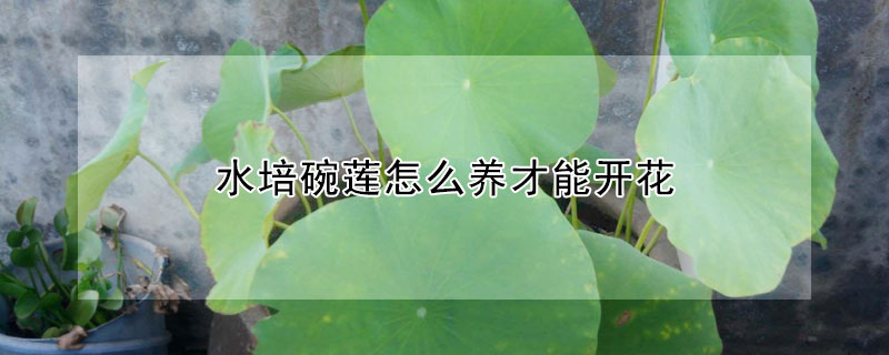 水培碗莲怎么养才能开花