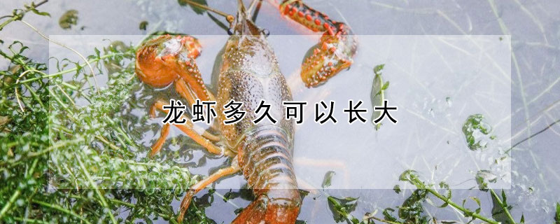 龙虾多久可以长大