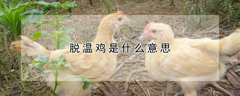 脱温鸡是什么意思