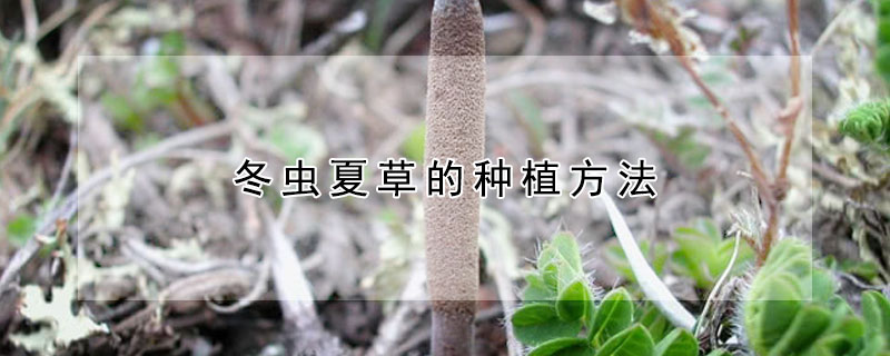 冬虫夏草的种植方法