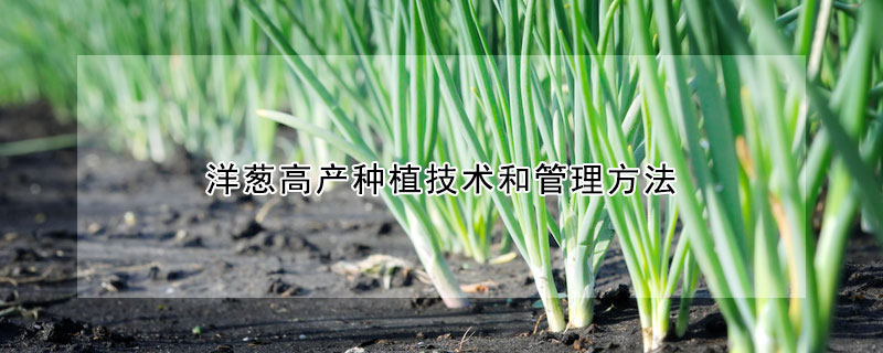 洋葱高产种植技术和管理方法