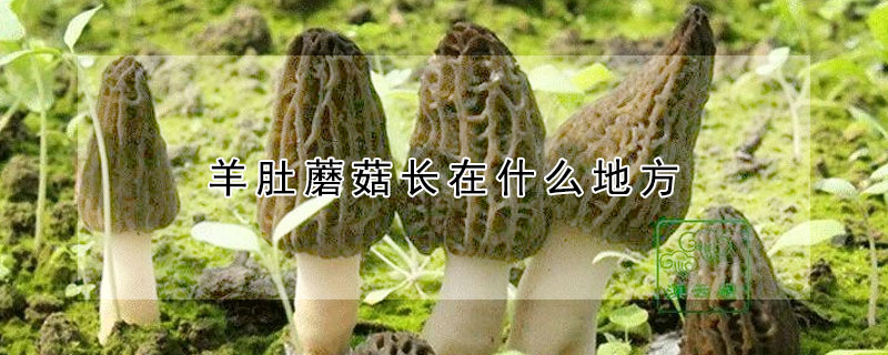 羊肚蘑菇长在什么地方