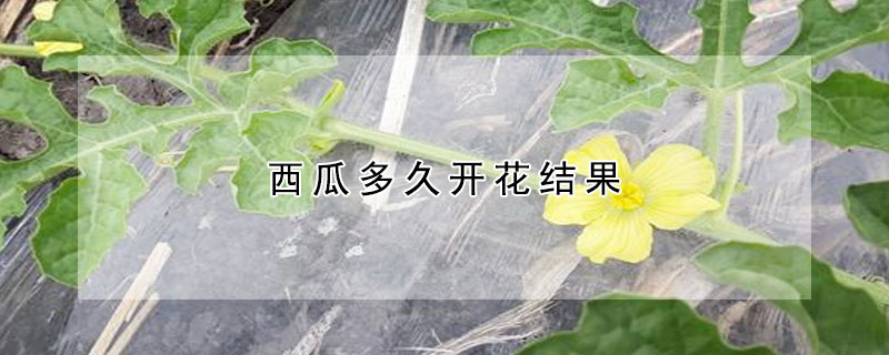 西瓜多久开花结果