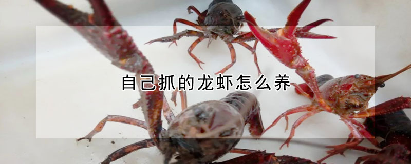 自己抓的龙虾怎么养