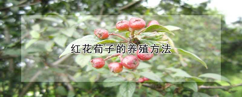 红花荀子的养殖方法