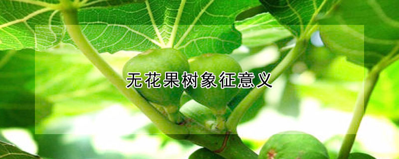 无花果树象征意义