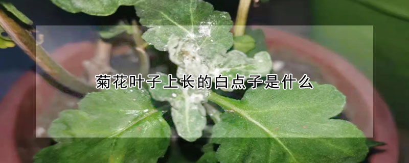 菊花叶子上长的白点子是什么