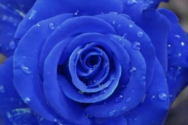 蓝色妖姬的花语是什么意思