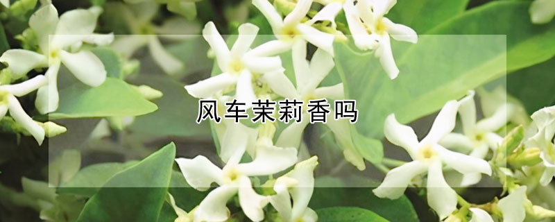 风车茉莉香吗