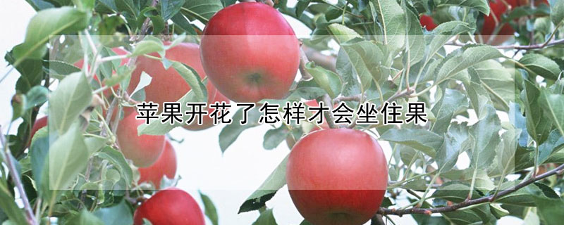 苹果开花了怎样才会坐住果 —【发财农业网】