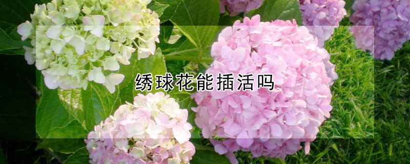 绣球花能插活吗