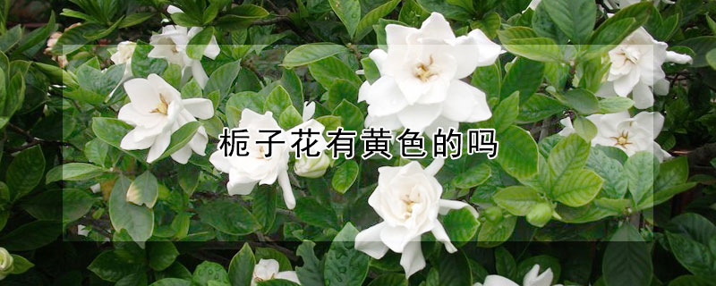 栀子花有黄色的吗