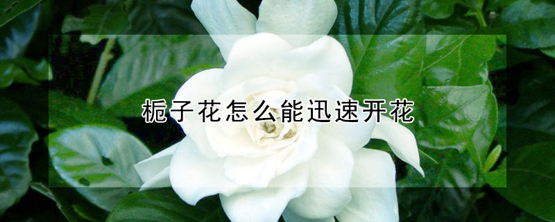 栀子花怎么能迅速开花