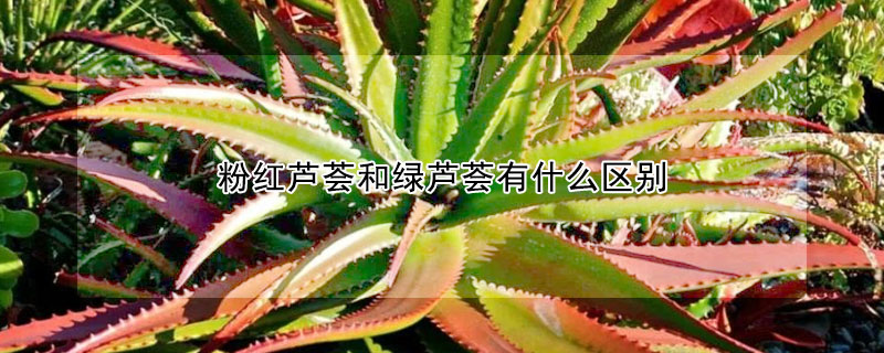 粉红芦荟和绿芦荟有什么区别