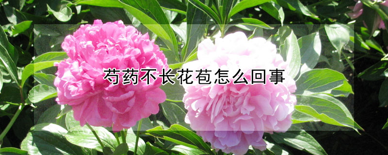 芍药不长花苞怎么回事