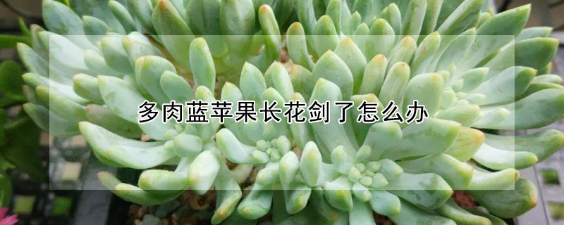 多肉蓝苹果长花剑了怎么办