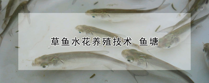 草鱼水花养殖技术 鱼塘