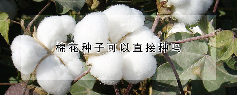 棉花种子可以直接种吗 发财农业网