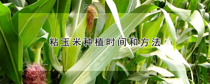 粘玉米种植时间和方法