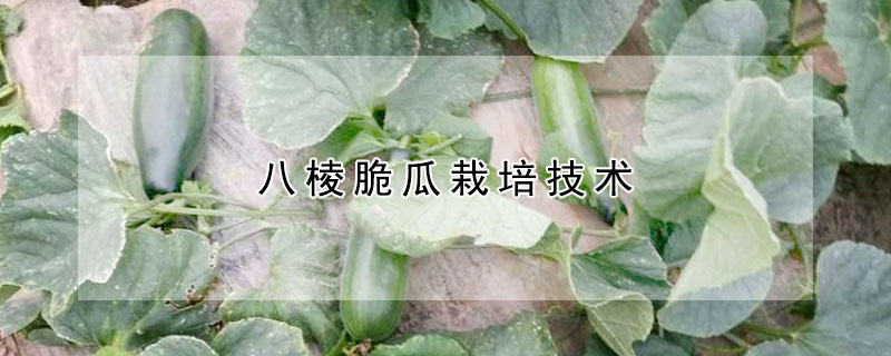 八棱脆瓜栽培技术