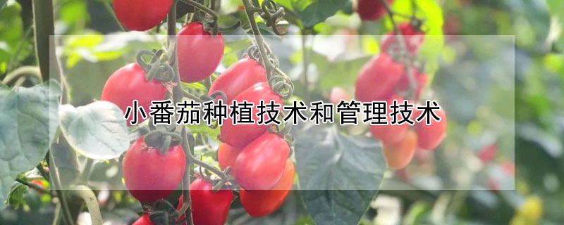小番茄种植技术和管理技术
