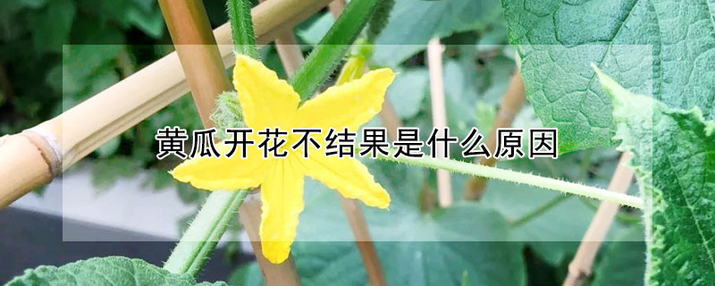 黄瓜开花不结果是什么原因