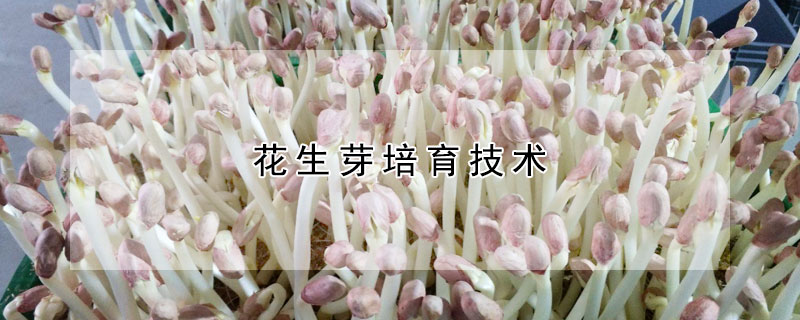 花生芽培育技术