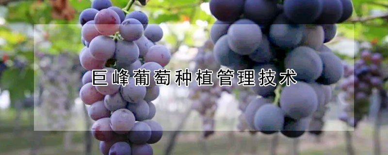 巨峰葡萄种植管理技术