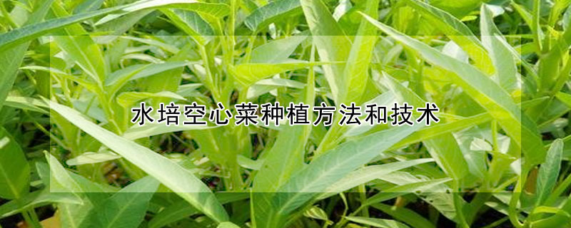 水培空心菜种植方法和技术