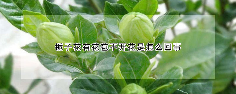 栀子花有花苞不开花是怎么回事