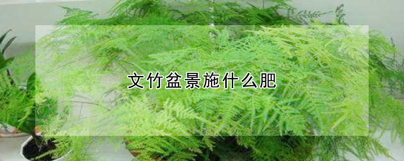 文竹盆景施什么肥