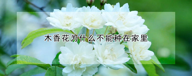 木香花为什么不能种在家里