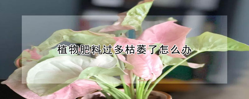 植物肥料过多枯萎了怎么办