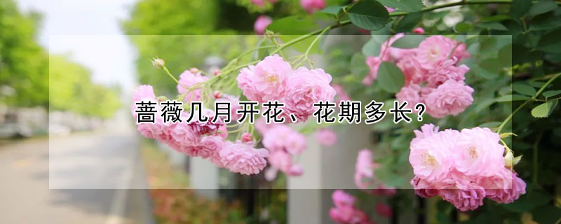 蔷薇几月开花、花期多长?