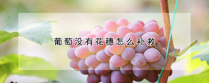 葡萄没有花穗怎么补救