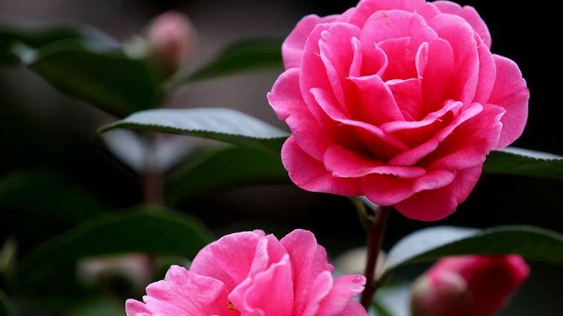 山茶花花语